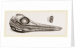 Upper Skull of Ichthyosaurus by Anonymous