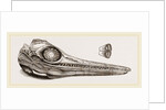 Upper Skull of Ichthyosaurus by Anonymous