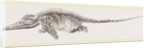 Ichthyosaurus by Anonymous