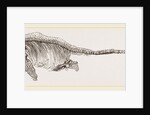 Ichthyosaurus by Anonymous