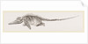 Ichthyosaurus by Anonymous