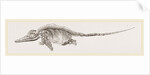 Ichthyosaurus by Anonymous