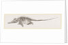 Ichthyosaurus by Anonymous