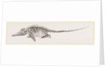 Ichthyosaurus by Anonymous