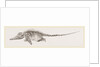 Ichthyosaurus by Anonymous