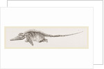 Ichthyosaurus by Anonymous