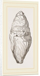 Coprolite of lchthyosaurns by Anonymous