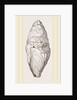 Coprolite of lchthyosaurns by Anonymous