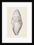 Coprolite of lchthyosaurns by Anonymous