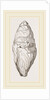 Coprolite of lchthyosaurns by Anonymous