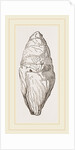 Coprolite of lchthyosaurns by Anonymous