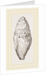 Coprolite of lchthyosaurns by Anonymous