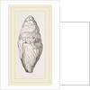 Coprolite of lchthyosaurns by Anonymous