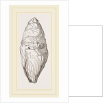 Coprolite of lchthyosaurns by Anonymous