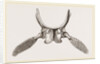 Sternal Arch and Anterior Paddles of Ichthyosaurus by Anonymous