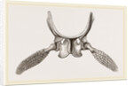Sternal Arch and Anterior Paddles of Ichthyosaurus by Anonymous