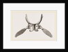 Sternal Arch and Anterior Paddles of Ichthyosaurus by Anonymous