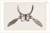Sternal Arch and Anterior Paddles of Ichthyosaurus by Anonymous