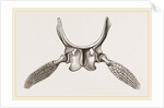 Sternal Arch and Anterior Paddles of Ichthyosaurus by Anonymous
