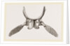 Sternal Arch and Anterior Paddles of Ichthyosaurus by Anonymous