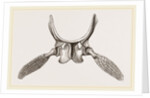 Sternal Arch and Anterior Paddles of Ichthyosaurus by Anonymous
