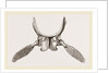 Sternal Arch and Anterior Paddles of Ichthyosaurus by Anonymous