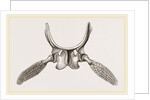 Sternal Arch and Anterior Paddles of Ichthyosaurus by Anonymous