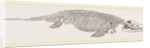 Ichthyosaurus by Anonymous