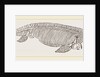 Ichthyosaurus by Anonymous