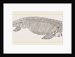 Ichthyosaurus by Anonymous