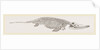 Ichthyosaurus by Anonymous