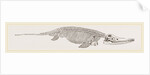Ichthyosaurus by Anonymous