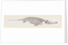 Ichthyosaurus by Anonymous