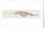 Ichthyosaurus by Anonymous