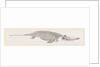 Ichthyosaurus by Anonymous
