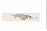 Ichthyosaurus by Anonymous