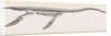 Skeleton of Plesiosaurus restored by Anonymous