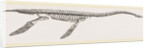 Skeleton of Plesiosaurus restored by Anonymous