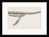 Skeleton of Plesiosaurus restored by Anonymous