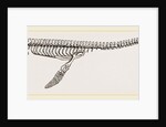 Skeleton of Plesiosaurus restored by Anonymous