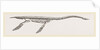 Skeleton of Plesiosaurus restored by Anonymous