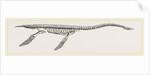 Skeleton of Plesiosaurus restored by Anonymous
