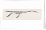 Skeleton of Plesiosaurus restored by Anonymous