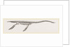 Skeleton of Plesiosaurus restored by Anonymous