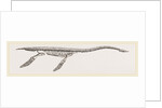 Skeleton of Plesiosaurus restored by Anonymous
