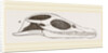 Head of Plesiosaurus by Anonymous