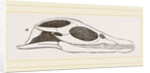 Head of Plesiosaurus by Anonymous