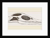 Head of Plesiosaurus by Anonymous