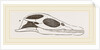 Head of Plesiosaurus by Anonymous