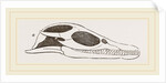 Head of Plesiosaurus by Anonymous